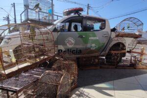 pássaros silvestres em cativeiro carapicuíba