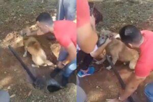 cachorro bueiro Osasco
