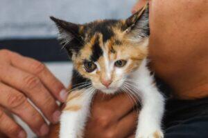 cães e gatos osasco