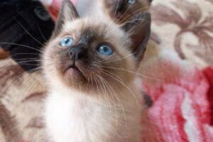 feira gatos Parque Shopping