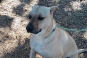 pets Cotia