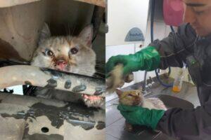 gato motor carro osasco