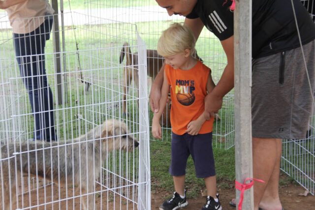 feira de adoção de cães barueri