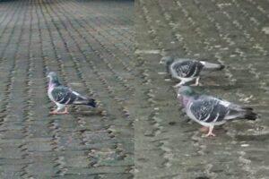pombos zumbis