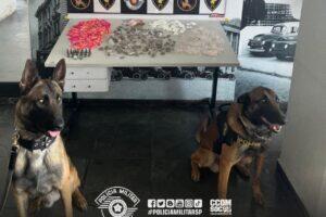 cães drogas carapicuíba