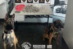 cães drogas carapicuíba