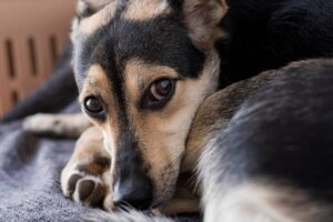 cachorro animais cosméticos