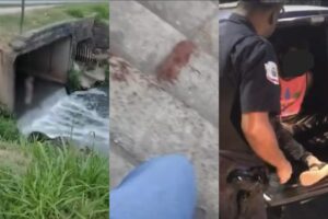 suspeito de matar cachorro barueri