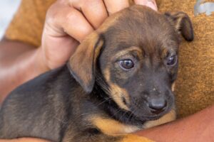 feira de adoção de pets carapicuíba