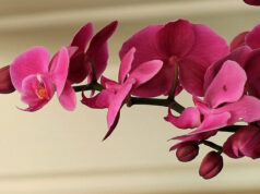 orquídea carapicuíba