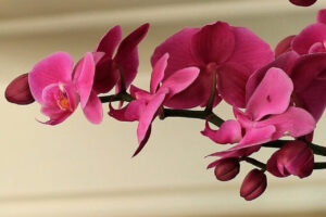 orquídea carapicuíba