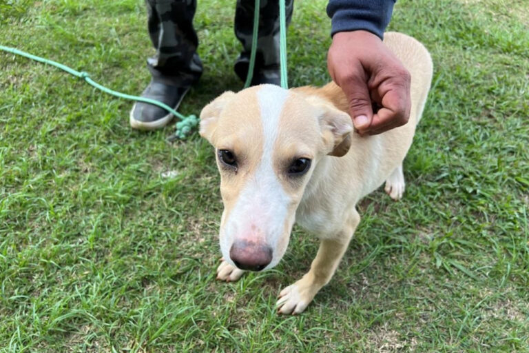 Confira as feiras de adoção de pets deste final de semana em Barueri