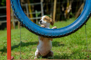 Feira de Adoção de Pets Itapevi