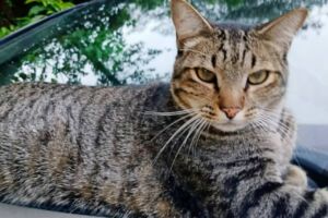 gato mingau carapicuiba