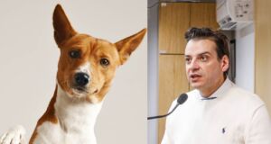 poibição venda animais cachorro