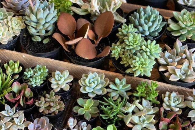 feira de plantas, flores e decoracao osasco (1)