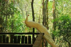 soltura de aves barueri