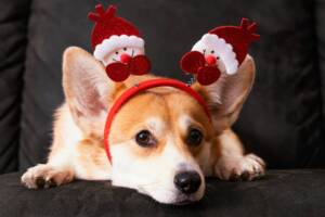 cão natal osasco