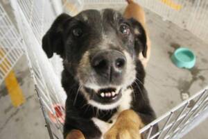 feira de adoção de cães barueri