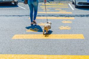 pet faixa osasco
