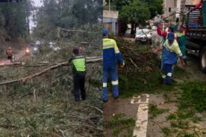 temporal queda de arvores barueri osasco