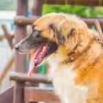 castração cães cotia