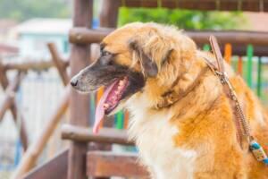 castração cães cotia