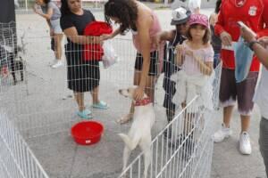 feira de adoção de pets parque de barueri (1)