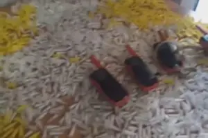 drogas cocaína Cotia