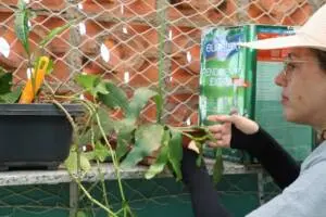 mutirão combate a dengue barueri (1)