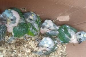 animais silvestres itapevi