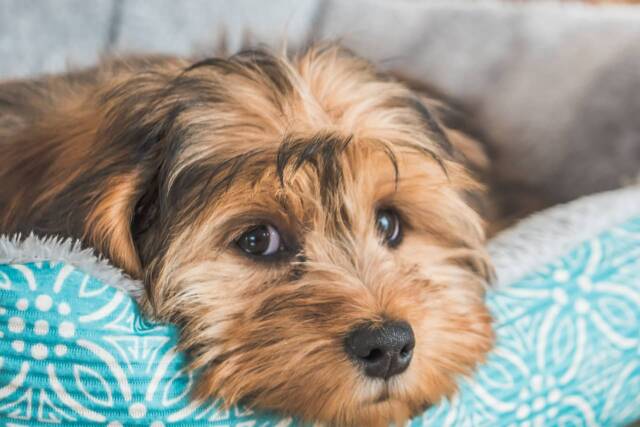 feira de adoção de cães