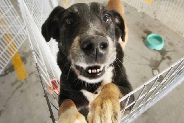 feira de adoção de pets barueri (1)