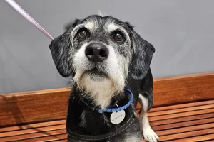 feira de adoção de cães raposo shopping