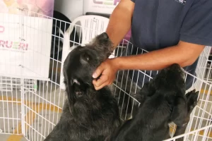 feira de adoção de pets barueri (2)