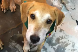 feira de adoção de pets shopping tamboré