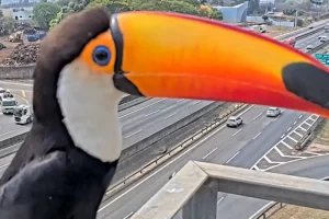 tucano rodovia anhanguera