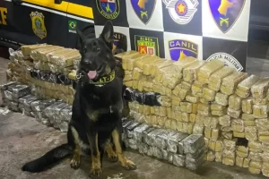 cao policial drogas embu das artes