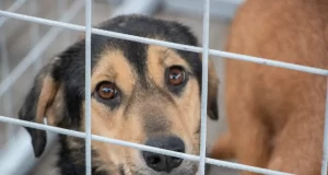 feira de adoção de pets carapicuíba