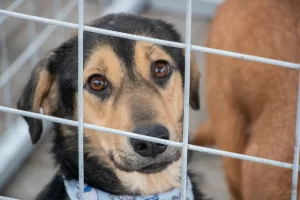 feira de adoção de pets carapicuíba