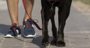 caminhada pet osasco