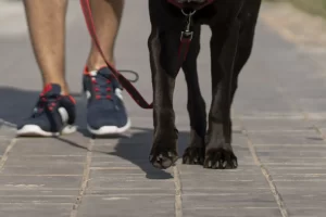 caminhada pet osasco