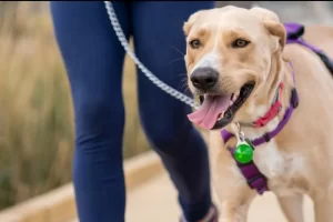 cãominhada osasco