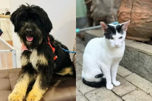 feira adoçao de pets raposo shopping