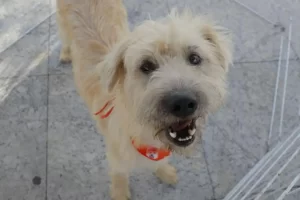 feira de adoção de pets barueri (3)