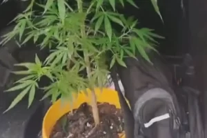 maconha itapevi