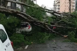 queda de arvore osasco