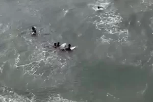 salvo de afogamento no litoral sp