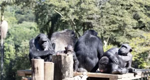 zoologico de sao paulo