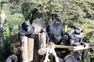 zoologico de sao paulo
